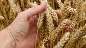 wheat that can cause bloating